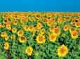 Sunny Beach - Service