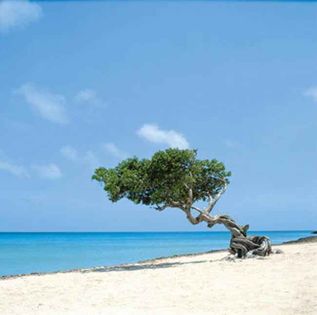 Palm Beach Aruba Hotels RIU Palm Beach Aruba Hotels RIU