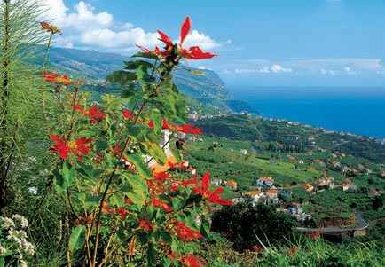 [MADEIRA] ULTIMA HORA! salida 29 de Junio - desde 249€ - Foro Ofertas Comerciales de Viajes