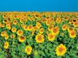 Sunny Beach - Service