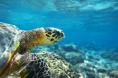 Paradise Island - Activites