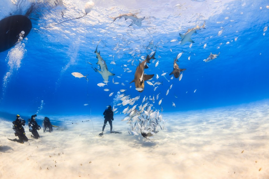 Diving in Paradise Island, Bahamas