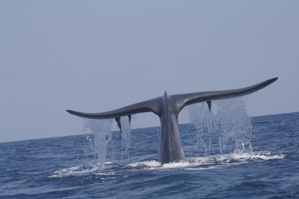 Descubre el impresionante fondo marino de este lugar