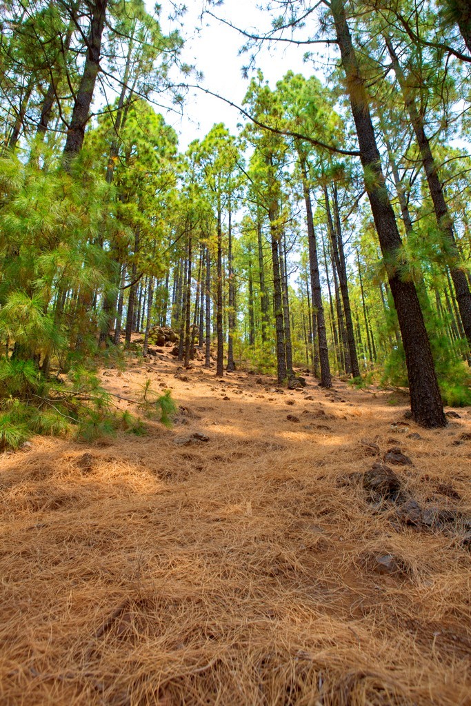 The Corona Forestal Nature Park