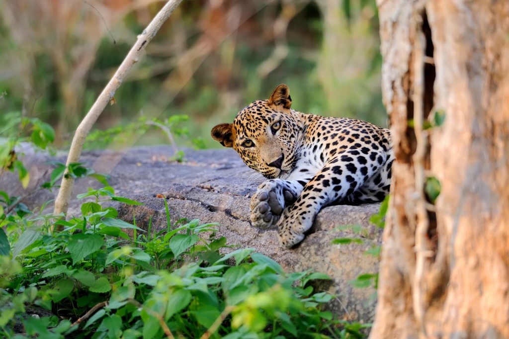 Sri Lanka has numerous national parks and nature reserves