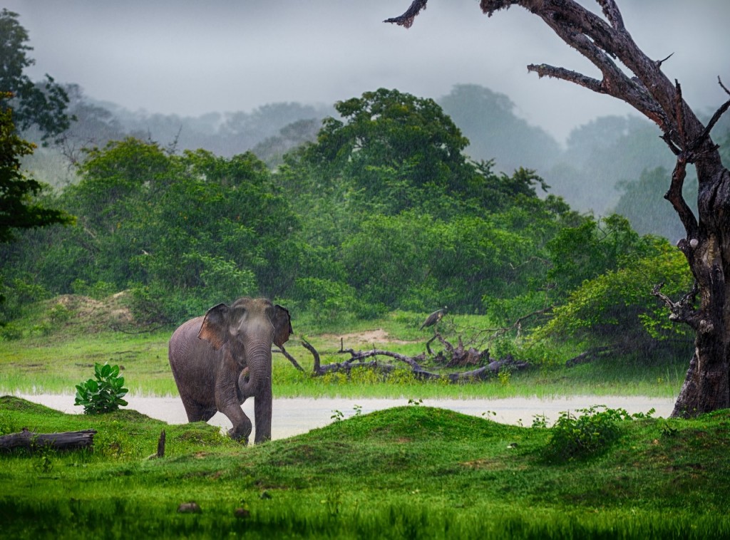 El elefante, uno de los símbolos de Sri Lanka