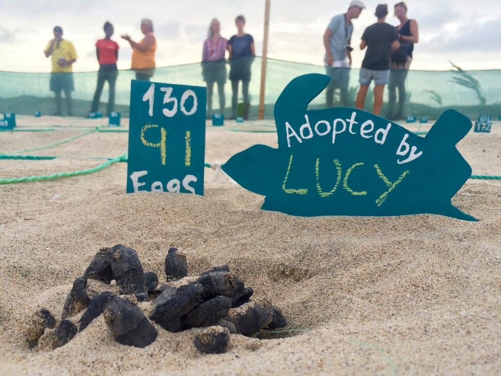 Guests adopting turtles