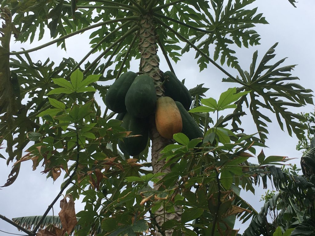 Arbol frutal de papaya