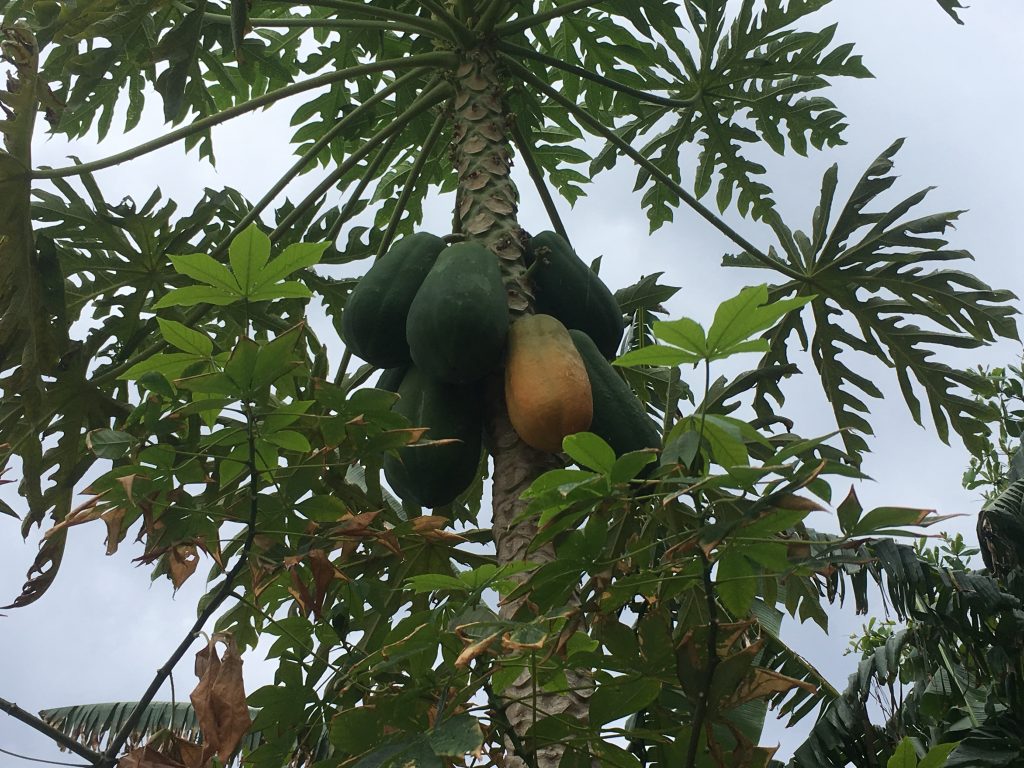 Papaya tree