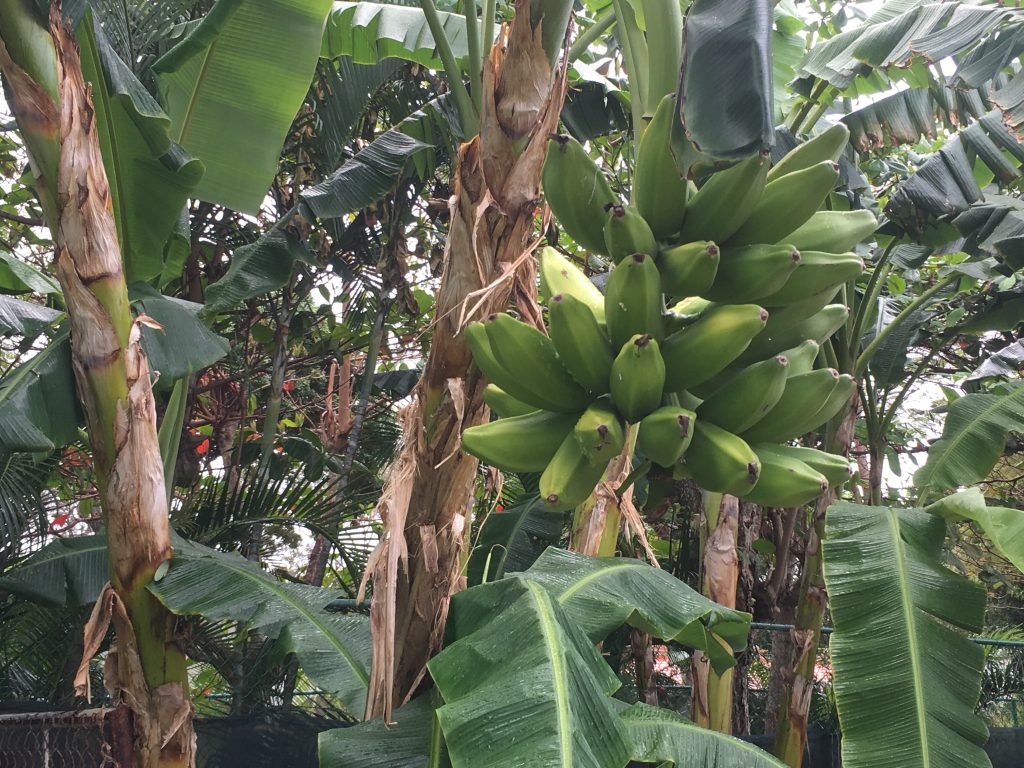 Banana tree