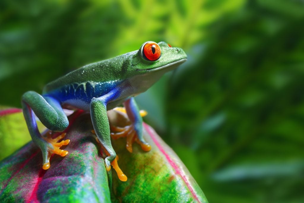 Frog in Costa Rica