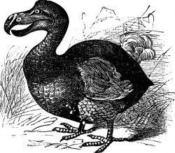 Dodo Mauricio