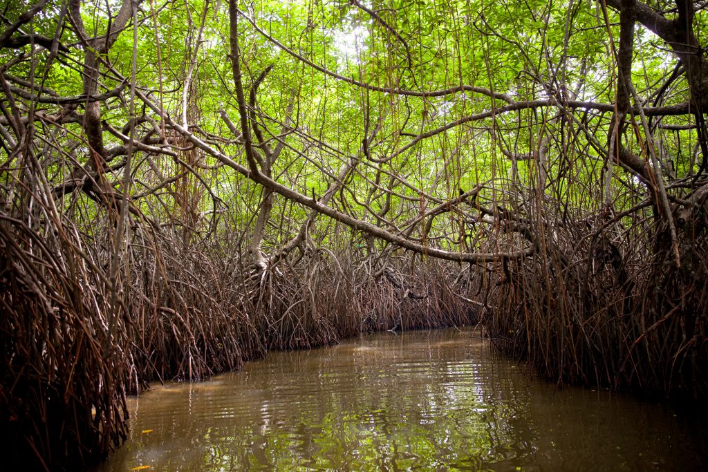 Madu Ganga