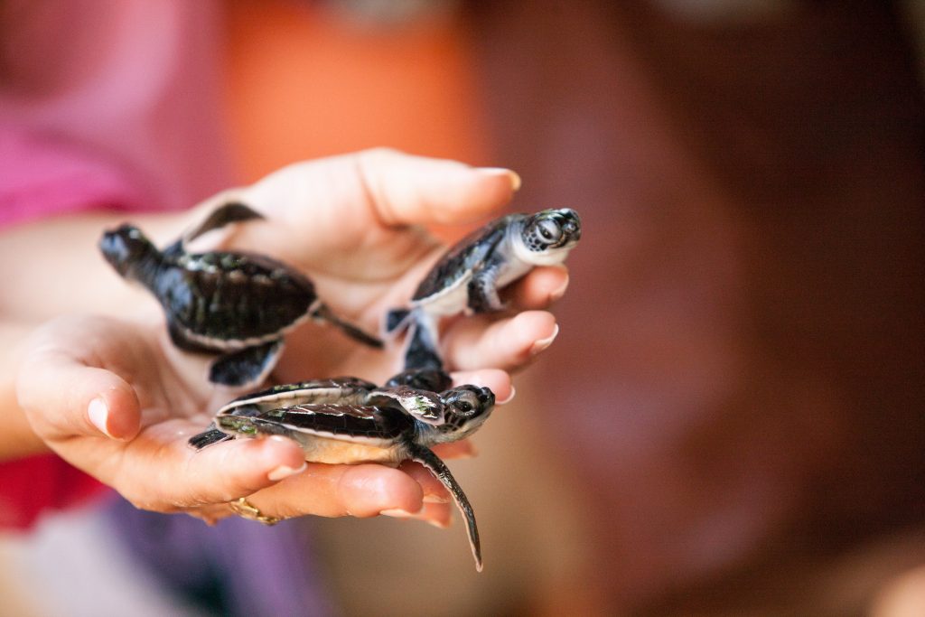 Turtles in Kosgoda