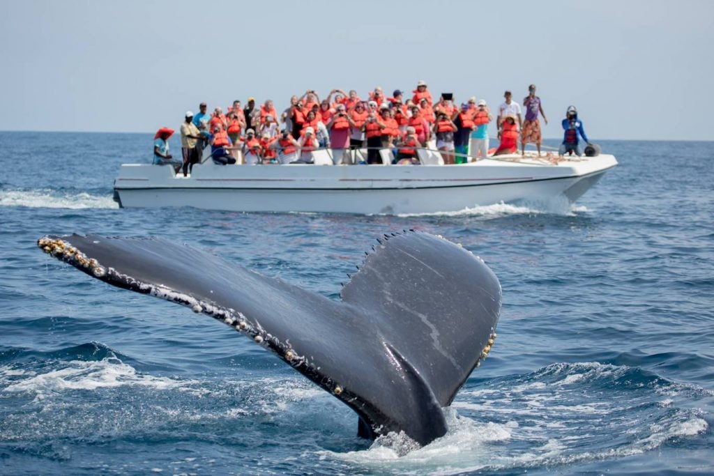 Los Cabos Walbeobachtung