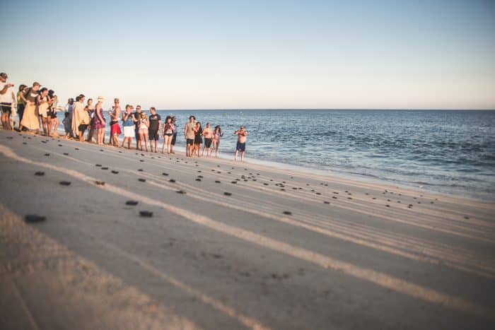 Share the excitement with RIU and witness the release of sea turtles in ...