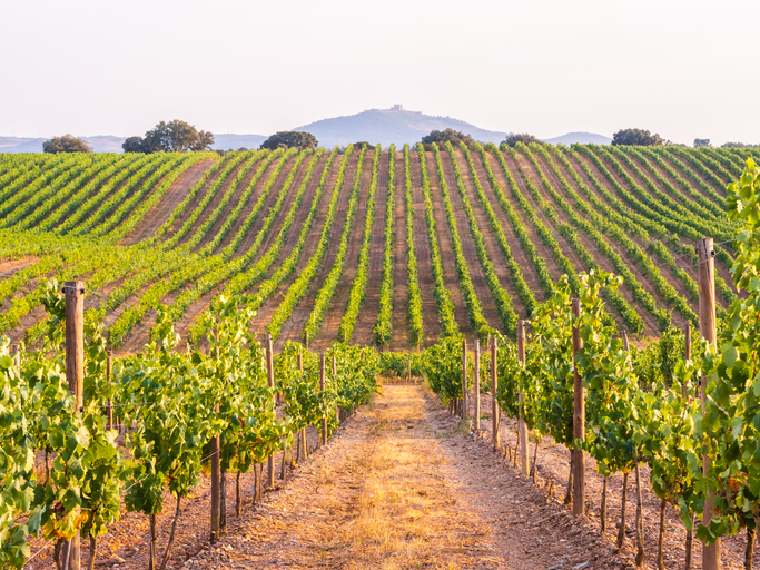 El vino verde es característico del país debido a la poca maduración de la uva