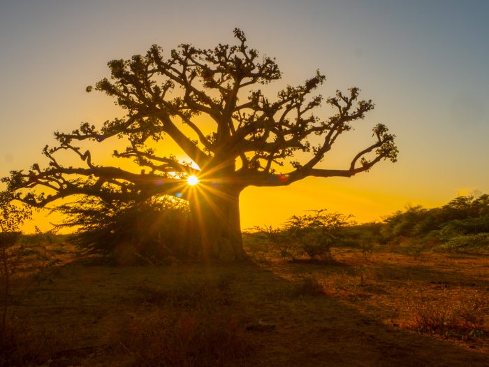 Natural Senegalese landscape with its distinctive baobab trees.