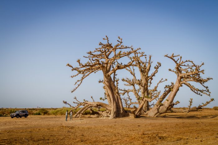 Die Naturlandschaft Senegals, mit den typischen Baobabs.