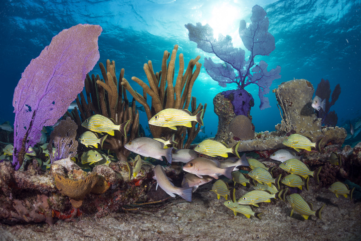 Tauchen Sie zwischen den zauberhaften Korallenriffen der Bahamas