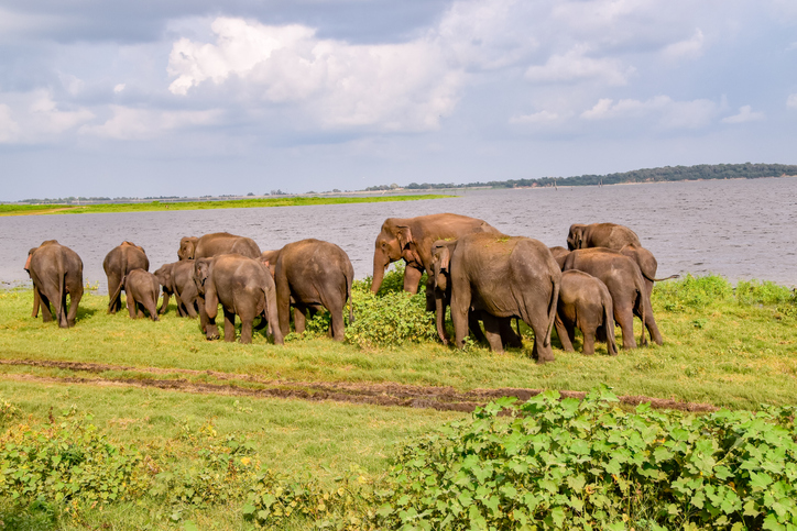 En Sri Lanka podrás hacer un safari por el Parque Nacional de Udawalawe