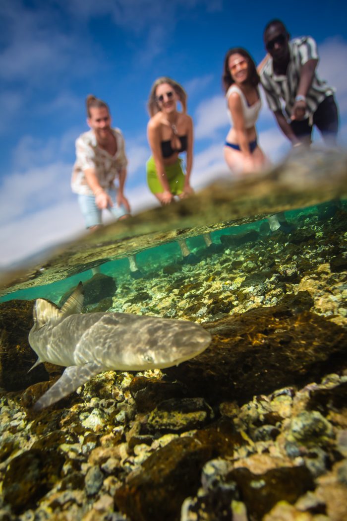 Shark Bay, Ilha do Sal