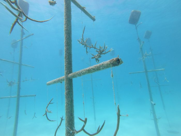 The RIU House Reef, on the seabed near the islands where the RIU hotels are located.