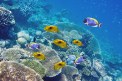 Peces tropicales en uno de los arrecifes de coral de la península de Le Morne, en Isla Mauricio