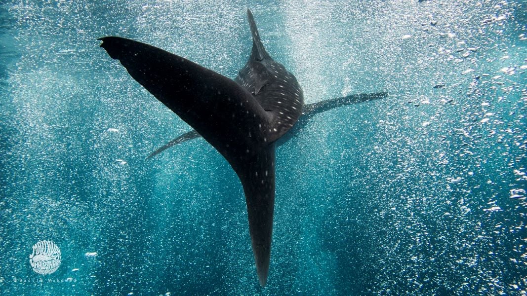 Un tiburón ballena nada entre burbujas en aguas cristalinas de Maldivas. Imagen cedida por MWSRP, organización dedicada a su conservación.