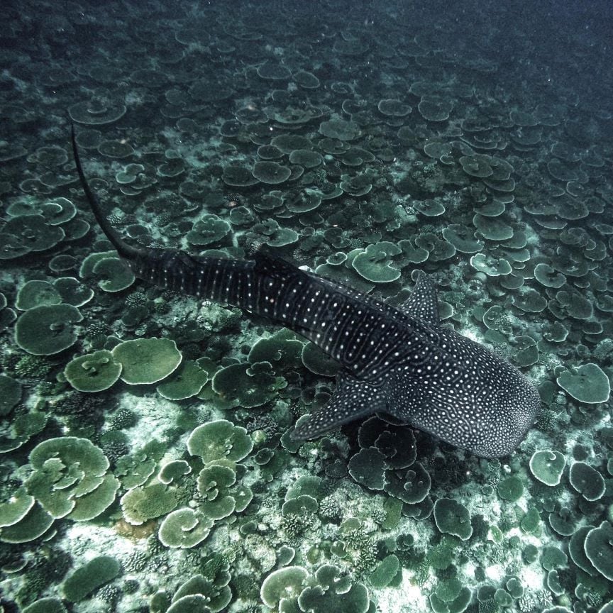 Tiburón ballena nadando en las aguas de Maldivas, en el marco del proyecto de conservación de MWSRP y RIU.