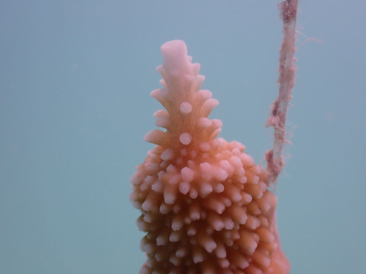 Imagen de un coral plantado en aguas de Maldivas