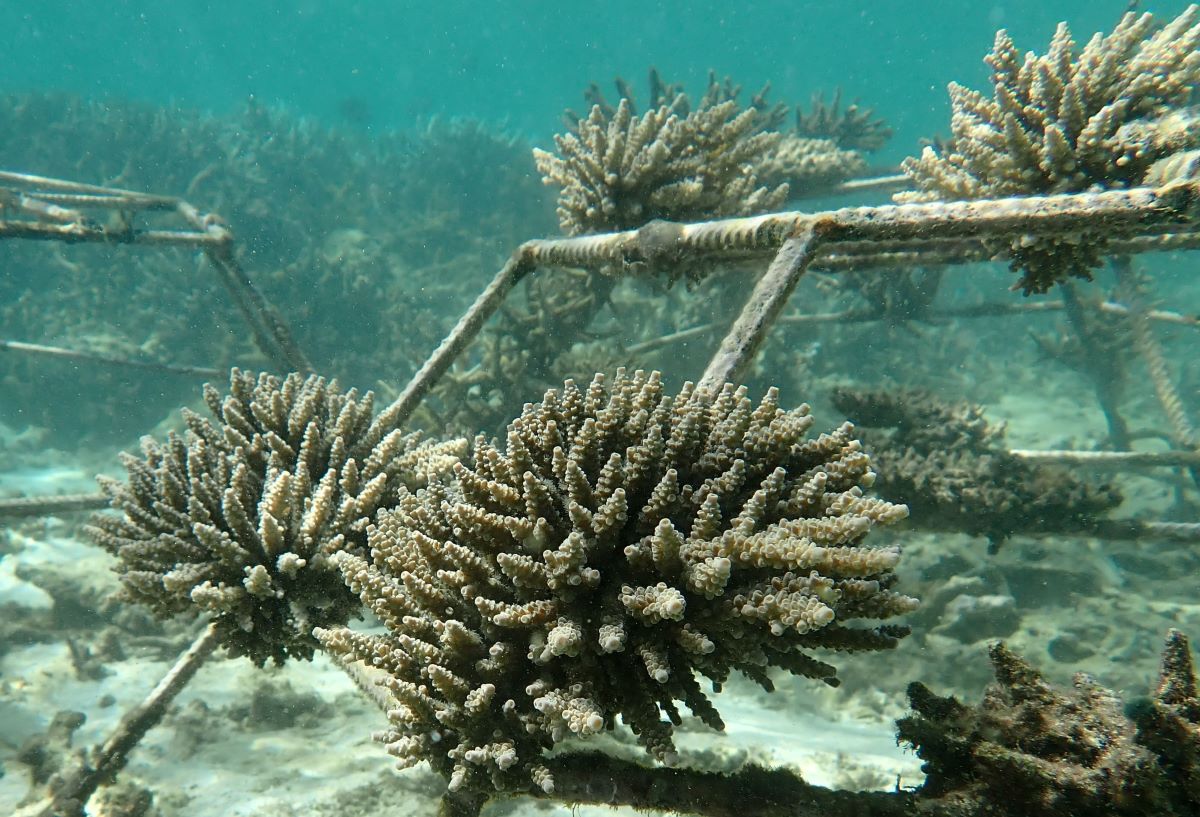 Imagen de los jardines de coral en Mauricio