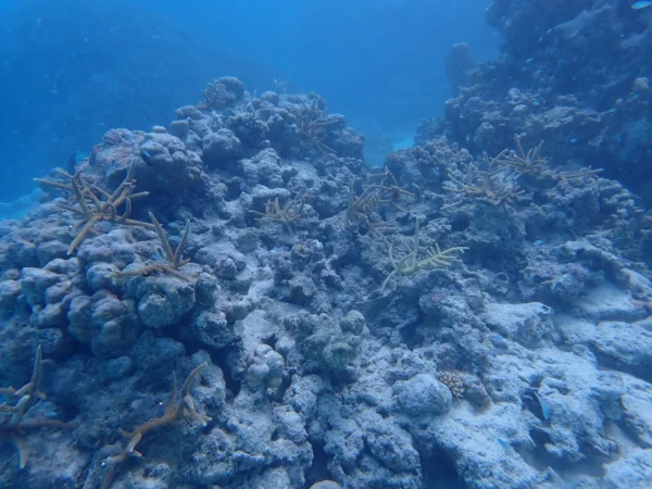 Imagen de los jardines de coral en Mauricio