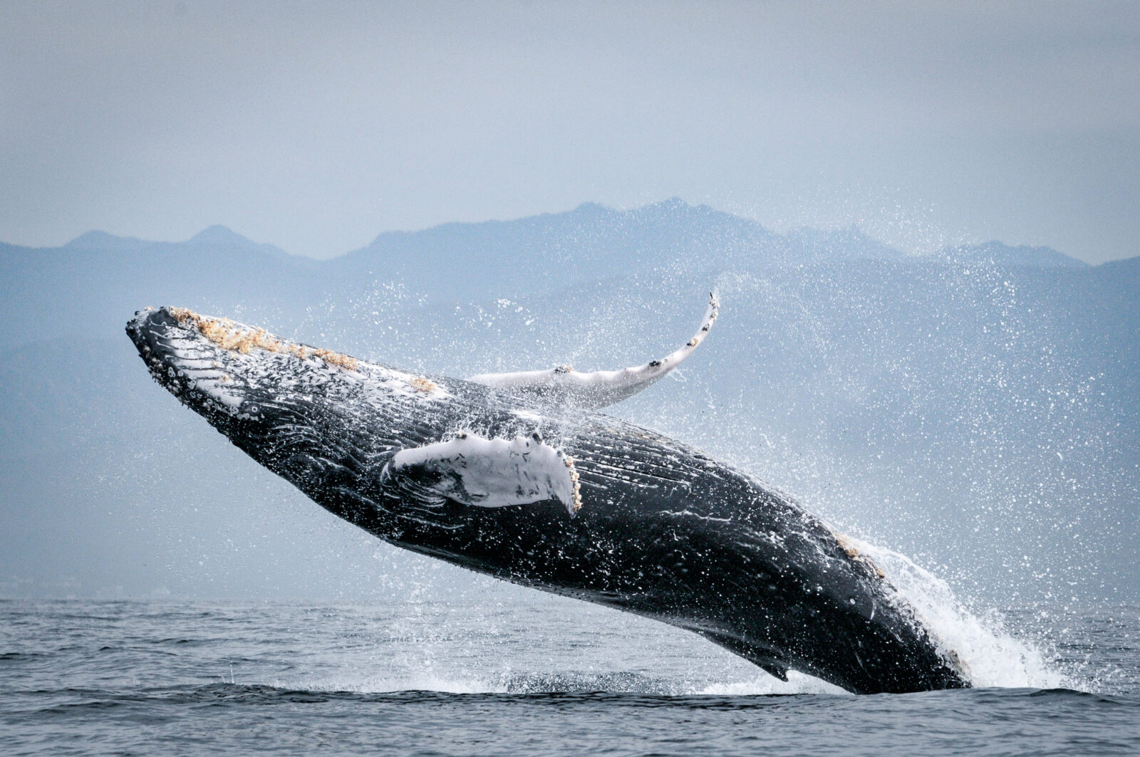 ECOBAC (Ecología y Conservación de Ballenas) y CEMBAB (Conservación de Especies Maravillosas de Bahía de Banderas).