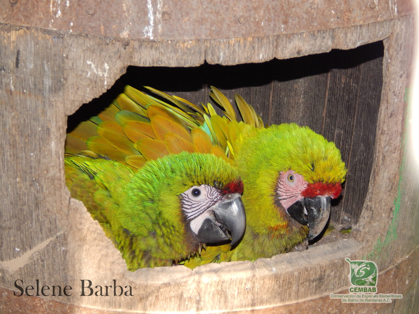 CEMBAB (Conservación de Especies Maravillosas de Bahía de Banderas).