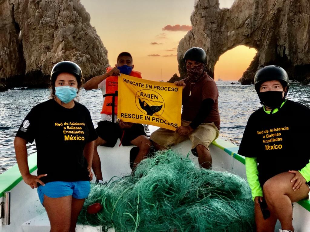 ECOBAC (Ecología y Conservación de Ballenas) y CEMBAB (Conservación de Especies Maravillosas de Bahía de Banderas).