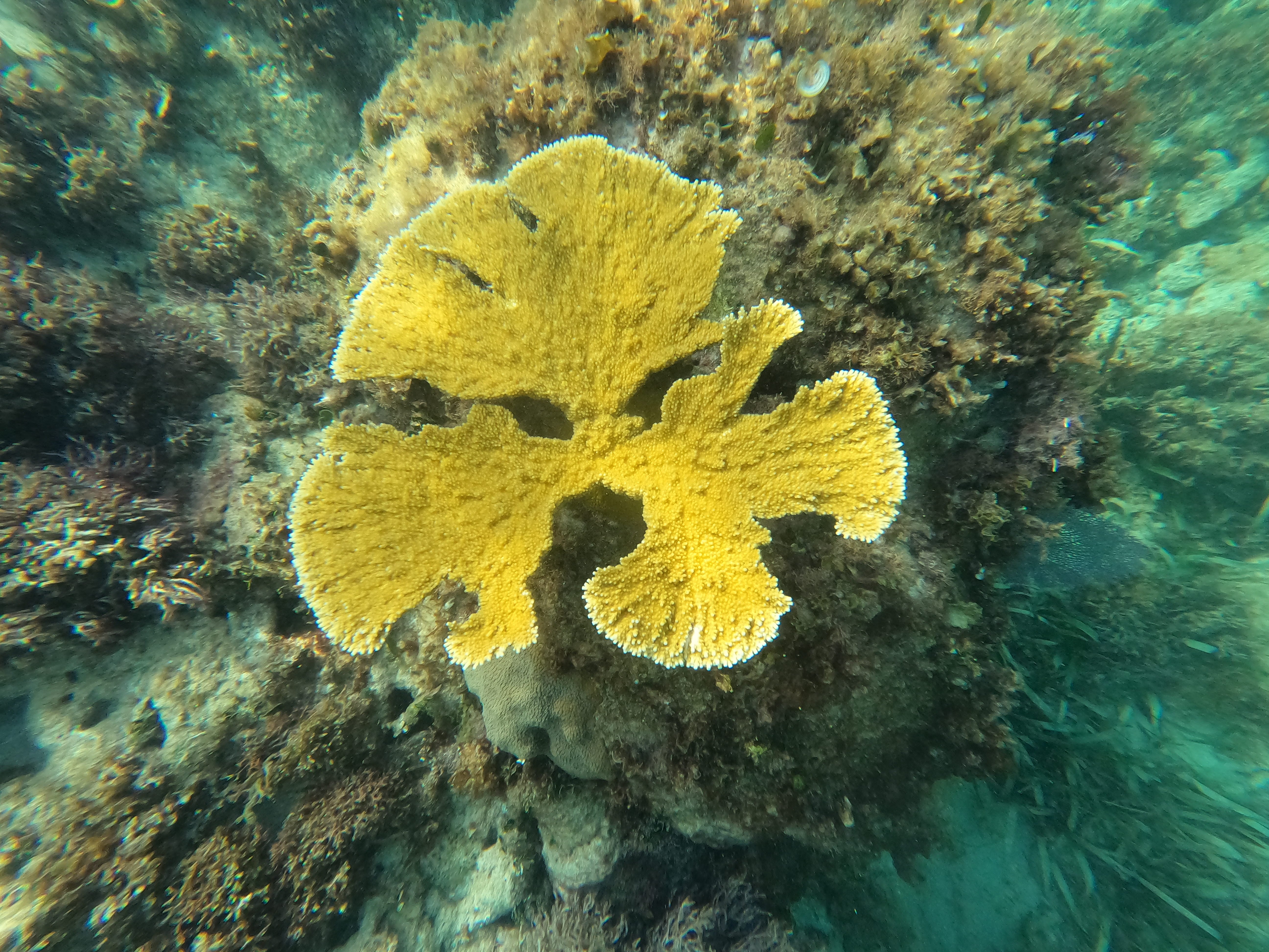 Corales marinos