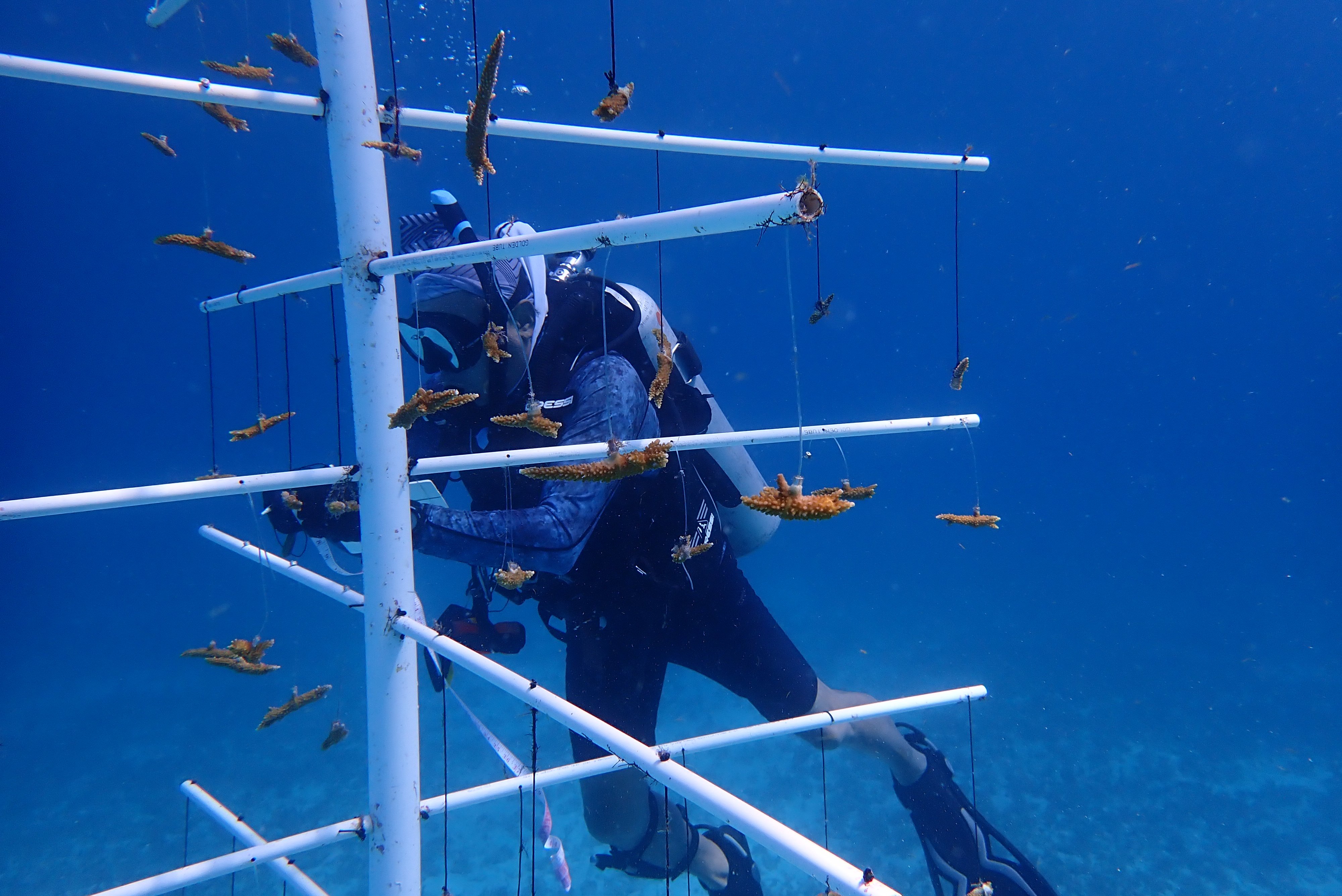 restauracion de los arrecifes de corales mexicanos con Oceanus y Riu