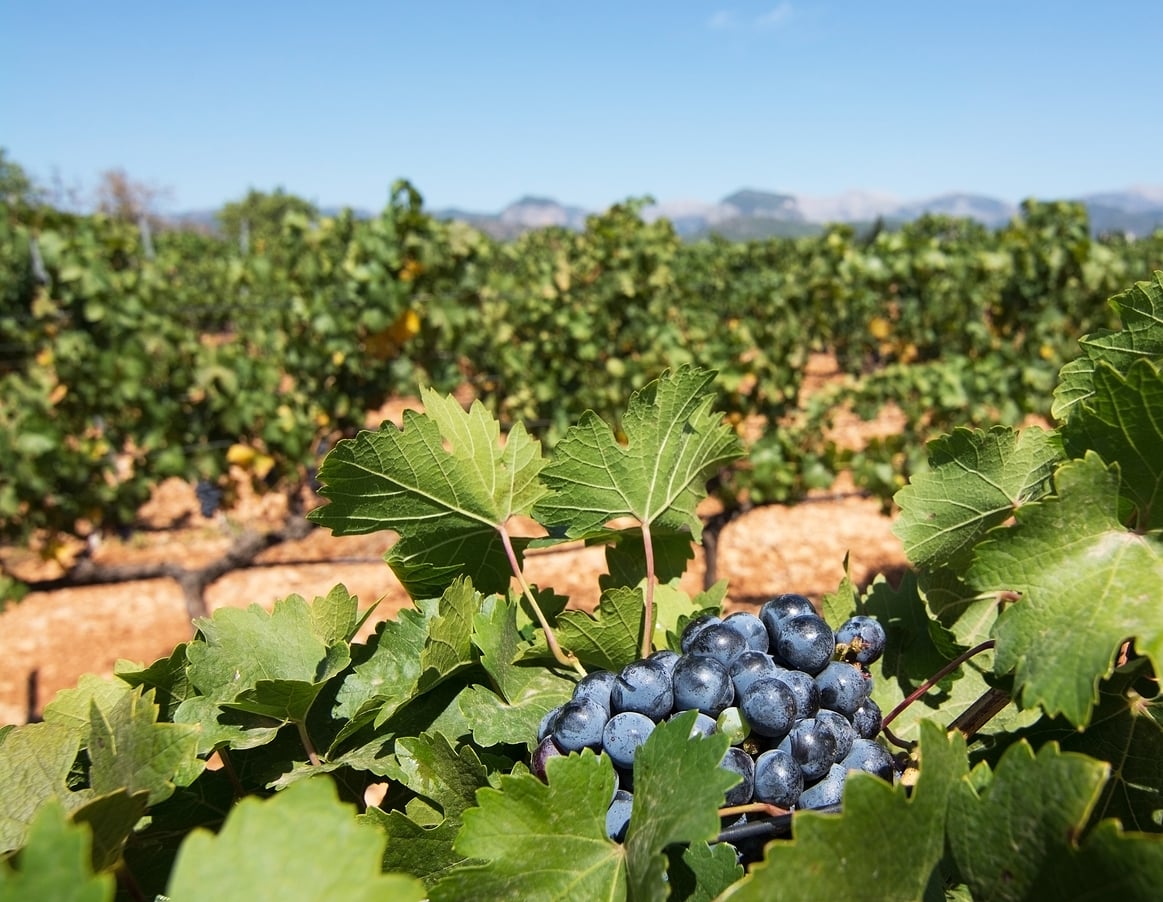 RIU augmente la consommation de produits locaux jusqu’à 10 % dans ses hôtels des îles Baléares