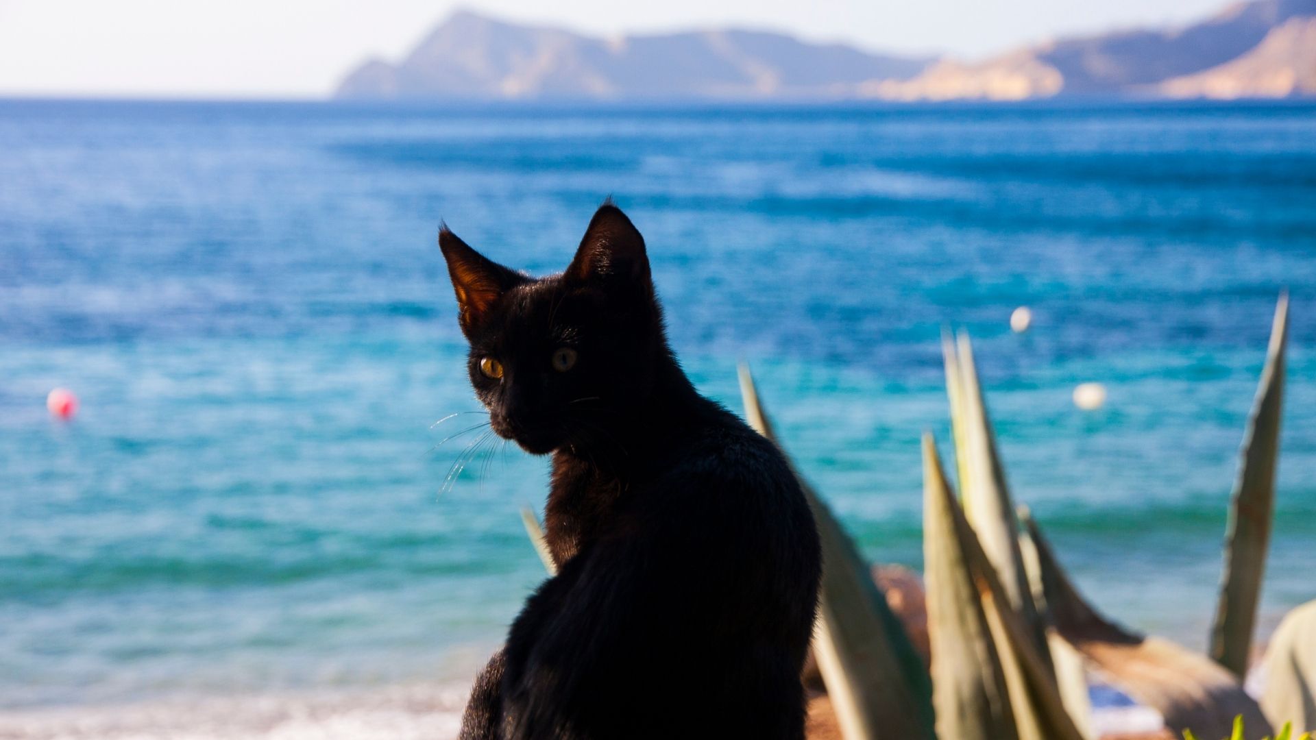 RIU Hotels presents its new animal welfare policy