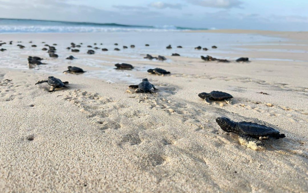 La temporada de anidación de 2022 suma 114.000 nacimientos de tortugas “boba” en Cabo Verde